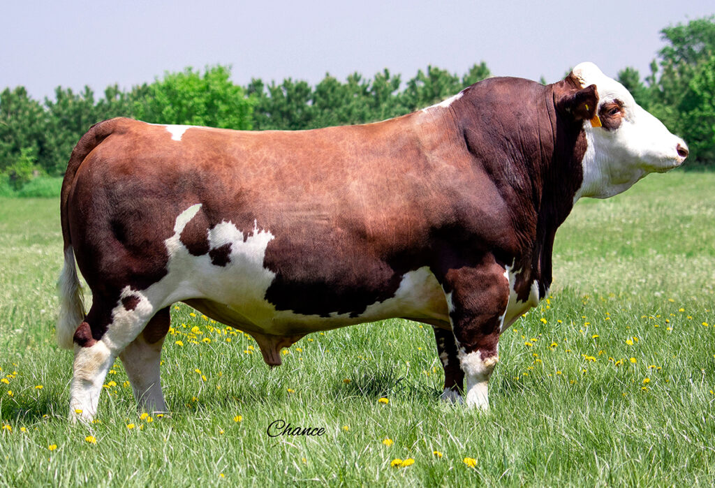 Brink Romeo Z268 - Accelerated Genetics
