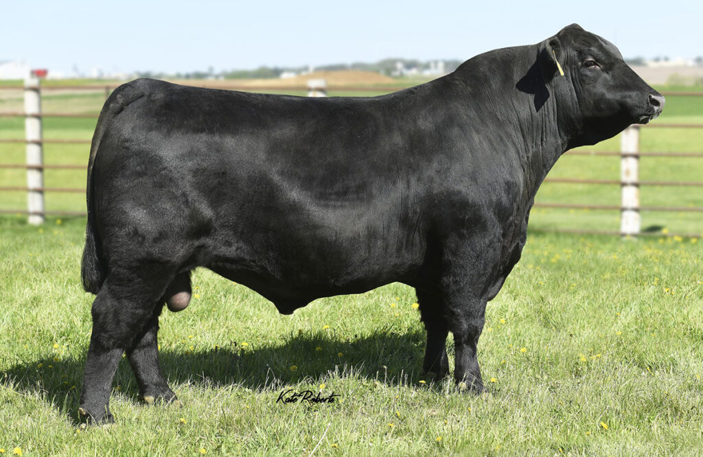 Quaker Hill Sir Loin 7BP25 - Accelerated Genetics